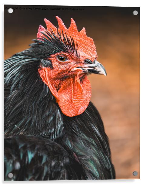 Cockerel Portrait - Rooster at Dawn Acrylic by Bradley Taylor
