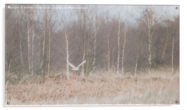 Barn Owl Flying in Silver Birch Trees, West Yorksh Acrylic by Bradley Taylor