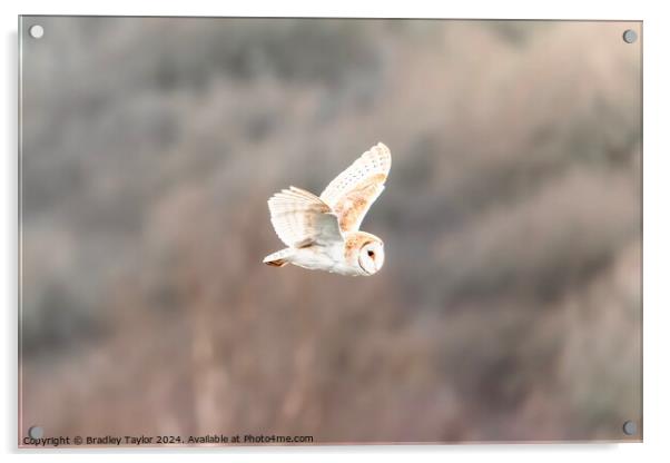 Beautiful Barn Owl Flying Acrylic by Bradley Taylor