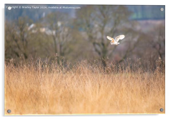 Barn Owl Flying Above Meadow Acrylic by Bradley Taylor