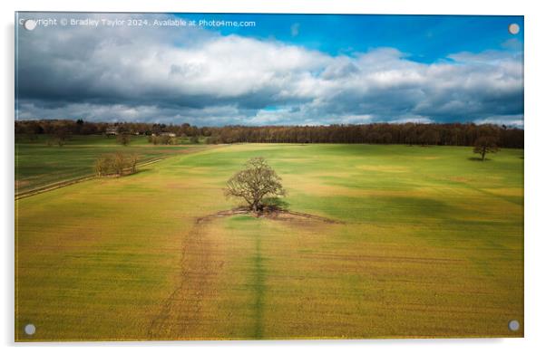 Tree in a Field on Farnley Hall Estate, West Yorks Acrylic by Bradley Taylor