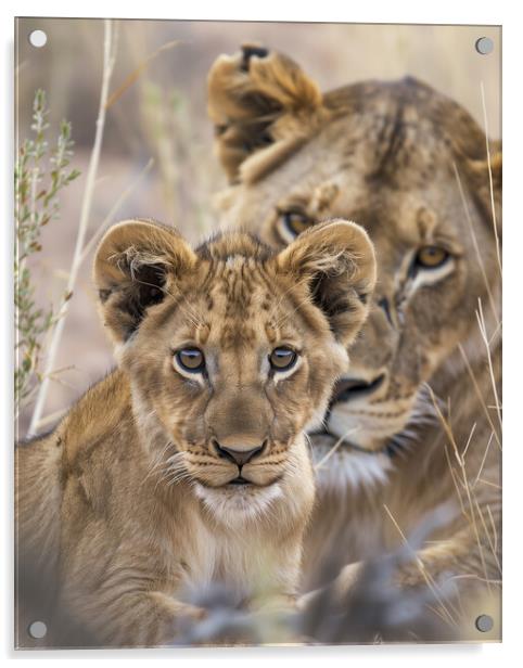 Lion Cub and Lioness Acrylic by T2 