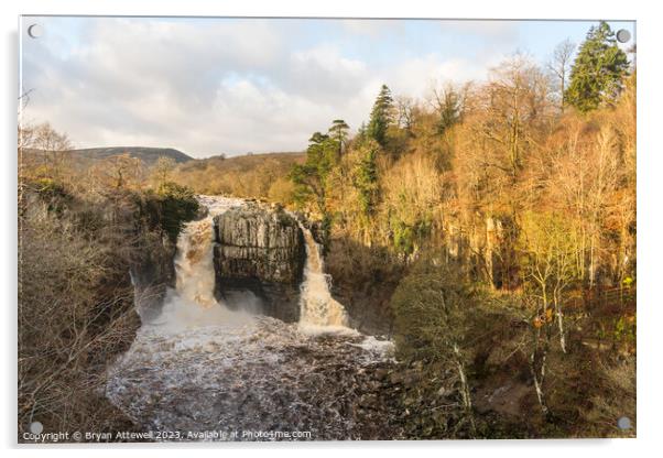 High Force waterfall Acrylic by Bryan Attewell