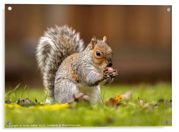 Grey Squirrel eating Hazlenut on Grass Acrylic by Andy Salter
