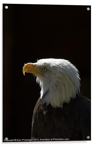 Bald Eagle Portrait Acrylic by Alan Pickersgill