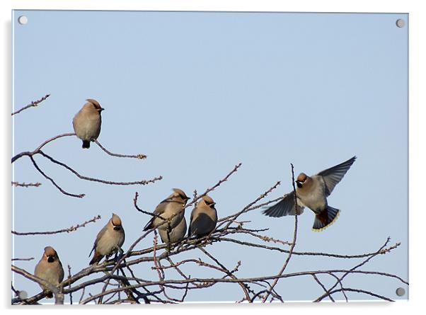 Waxwing gathering Acrylic by Alan Pickersgill