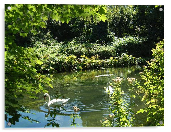 Swans on the river Acrylic by Alan Pickersgill