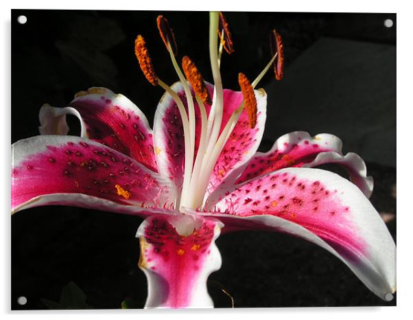 Stargazer lily  Acrylic by Alan Pickersgill