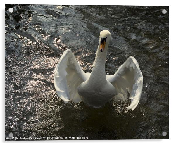 Swan Hug Acrylic by Alan Pickersgill