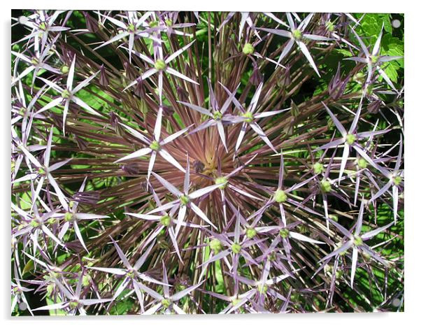 Allium Acrylic by Alan Pickersgill