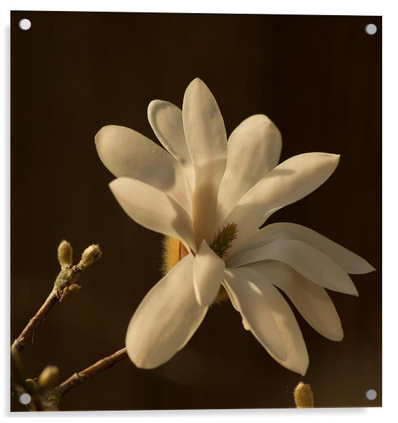 Magnolia 1 Acrylic by Alan Pickersgill