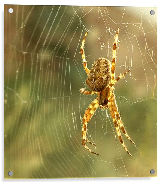Spider Acrylic by Alan Pickersgill