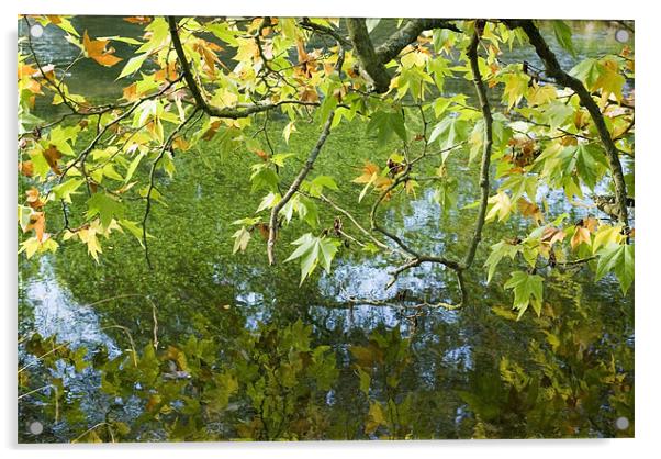 Reflected Leaves Acrylic by Alan Pickersgill