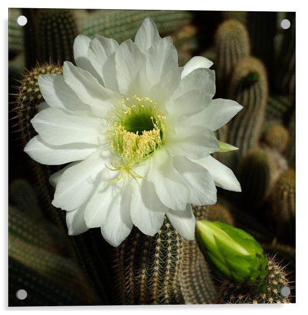 Cactus Flower Acrylic by Alan Pickersgill