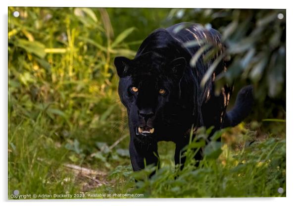 Black Jaguar Acrylic by Adrian Dockerty