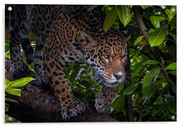 Jungle Jag Acrylic by Adrian Dockerty