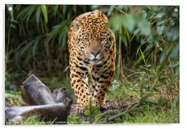 Jaguar on patrol Acrylic by Adrian Dockerty