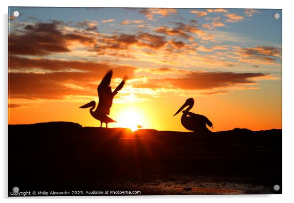 Sunrise Pelicans Acrylic by Philip Alexander