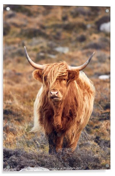 Highland cow Acrylic by Jamie Constable