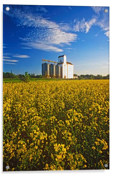 canola field with grain elevator Acrylic by Dave Reede