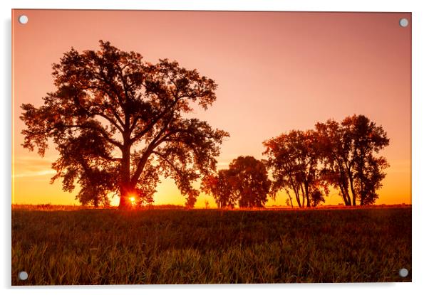 sunrise, cottonwood tree Acrylic by Dave Reede