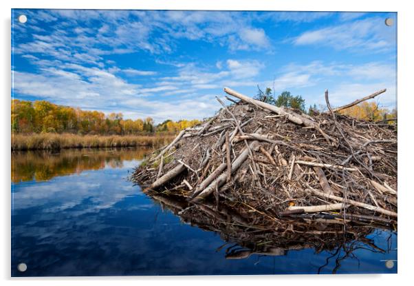 beaver lodge Acrylic by Dave Reede