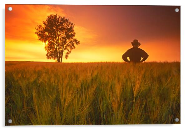 a farmer looks out over his  barley crop with cottonwood tree in the background Acrylic by Dave Reede