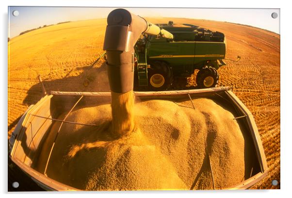 a combine unloads wheat into a truck during the spring wheat harvest Acrylic by Dave Reede