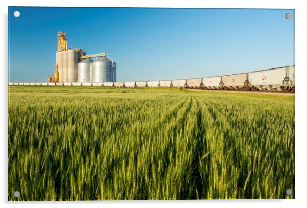 spring wheat field with new rail hopper cars on a loop track Acrylic by Dave Reede