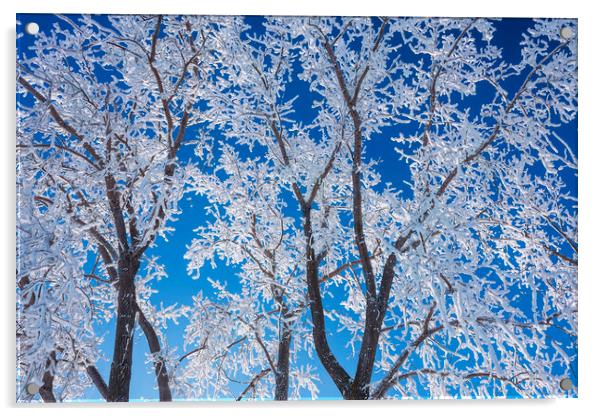 trees covered with hoarfrost#2 Acrylic by Dave Reede