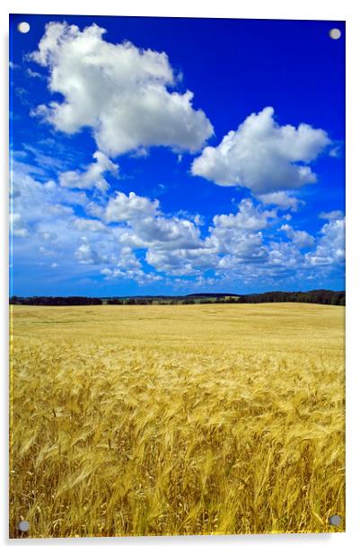 maturing barley crop Acrylic by Dave Reede