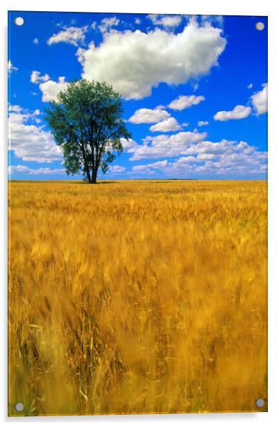 a maturing barley crop blows around in the wind with a cottonwood tree and a sky with cumulus clouds Acrylic by Dave Reede