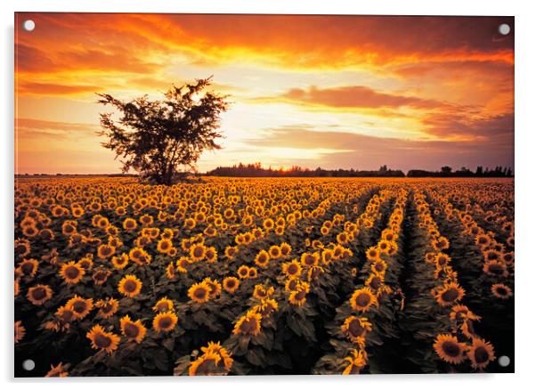 sunflower field Acrylic by Dave Reede