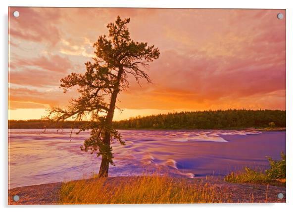 lone pine tree, Sturgeon Falls Acrylic by Dave Reede