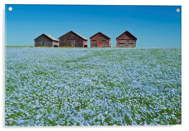 flowering flax field with old grain bins in the background Acrylic by Dave Reede