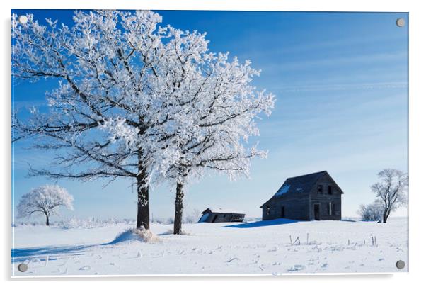 frost covered trees and old farm house Acrylic by Dave Reede