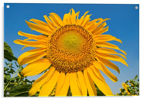 sunflower Acrylic by Dave Reede