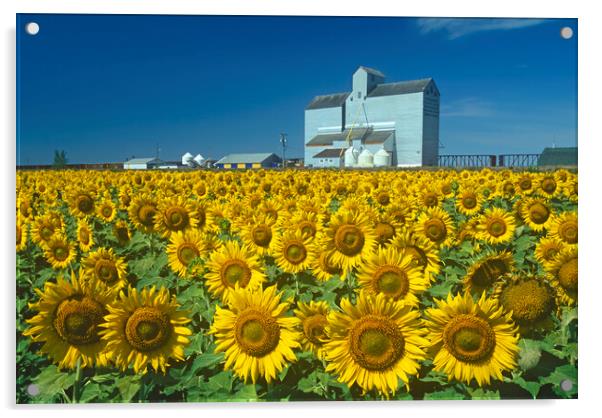 sunflower field with grain elevator in the background Acrylic by Dave Reede