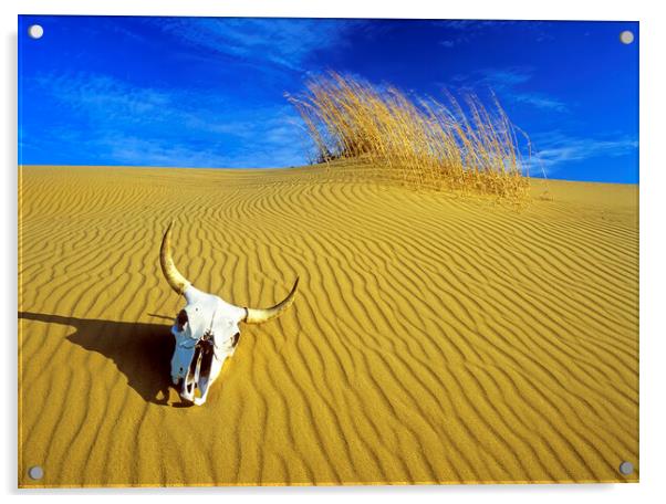 cow skull in the sand Acrylic by Dave Reede