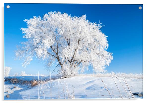 Hoarfrost on Lone Tree Acrylic by Dave Reede