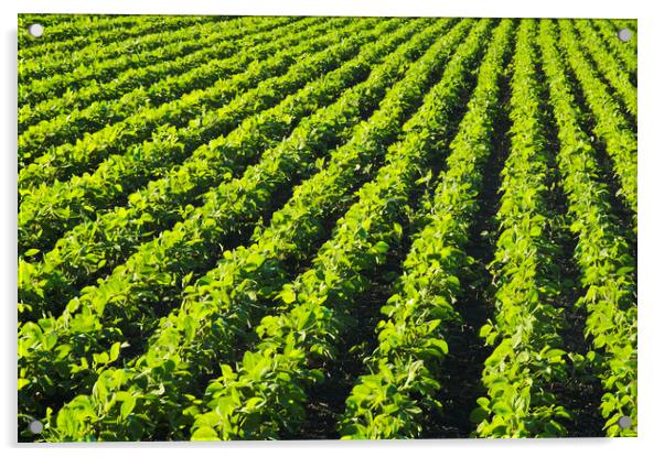 Soybean Field Patterns Acrylic by Dave Reede