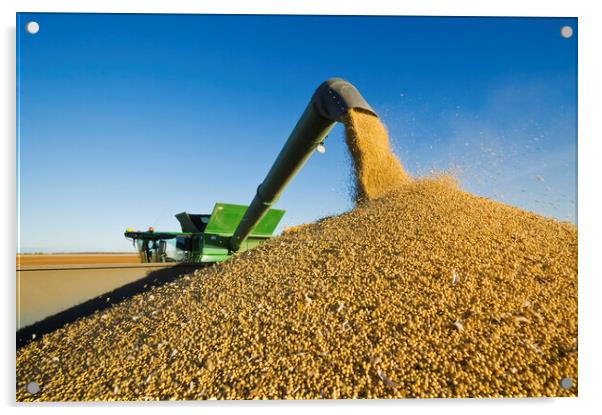 Soybean Harvest Unloading on the Go Acrylic by Dave Reede