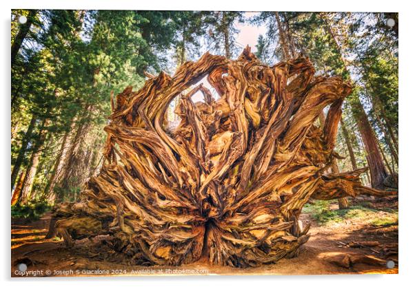 Giant Roots Acrylic by Joseph S Giacalone