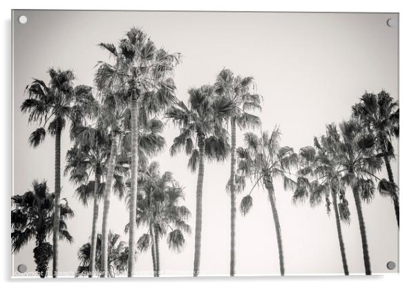 Palm Trees - California Style Acrylic by Joseph S Giacalone