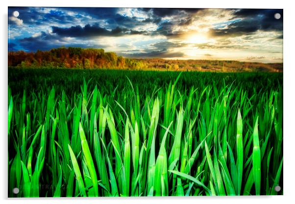 Wheat field Acrylic by Dejan Travica