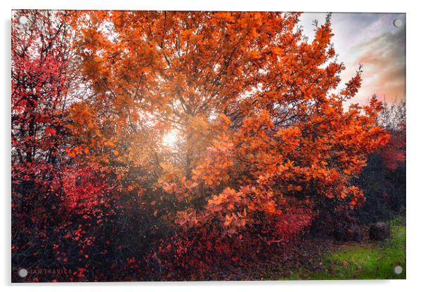 Shining through the autumn leaves Acrylic by Dejan Travica