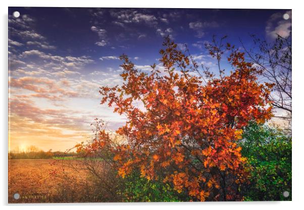 Autumn leaves on an oak branch Acrylic by Dejan Travica