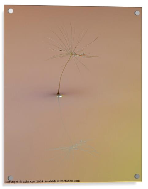 Waterdrops on a Dandelion Acrylic by Colin Kerr