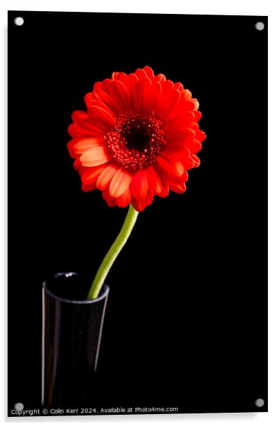 Red Germini in Vase  Acrylic by Colin Kerr