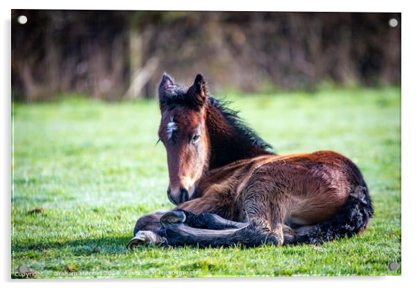 Dales pony foal  Acrylic by Graham Mitchell